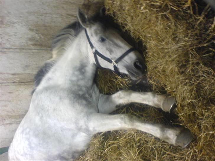 Hollandsk Sportspony silver (Rideskole-pony) billede 4