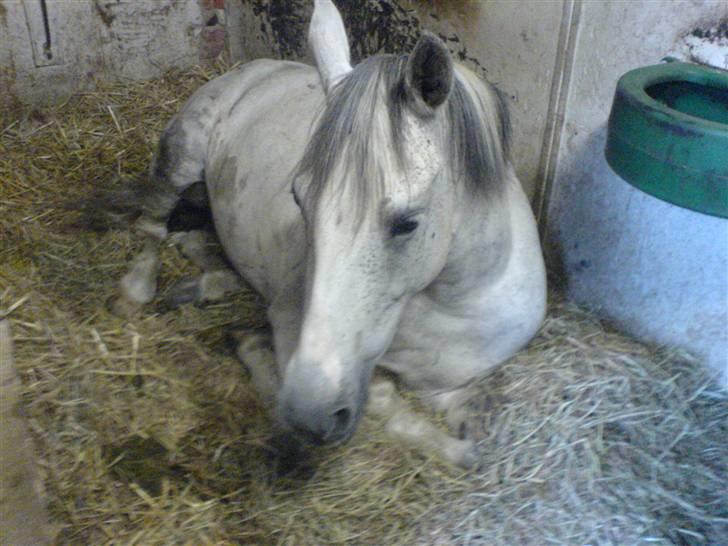 Hollandsk Sportspony silver (Rideskole-pony) billede 5