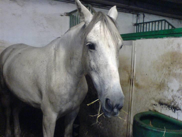 Hollandsk Sportspony silver (Rideskole-pony) billede 6