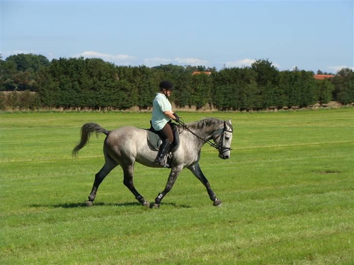 Holstener Coriana Hope - Træning 30/8 08  billede 17