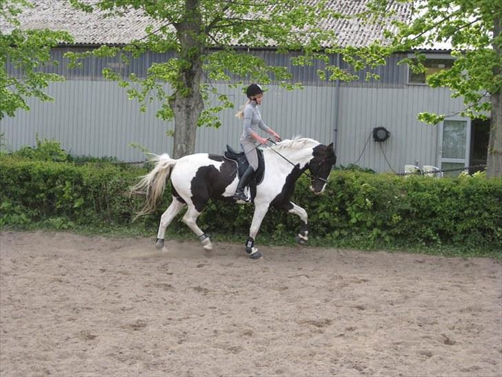 Anden særlig race Baltic Willow <3 - velkommen til willow´s profil. håber i kan lide den ;) og smid meget gerne en lille kommentar eller bedømmese på vejen ;) <3 billede 1