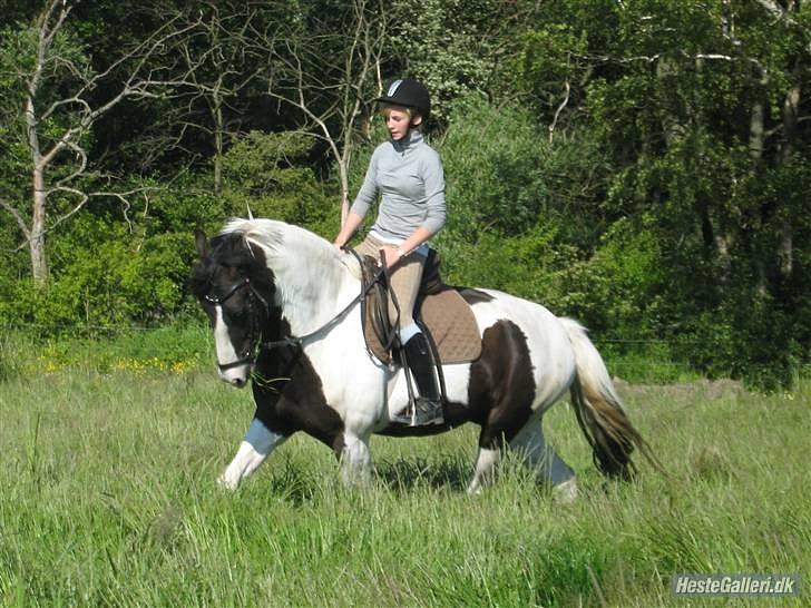 Anden særlig race Baltic Willow <3 billede 2