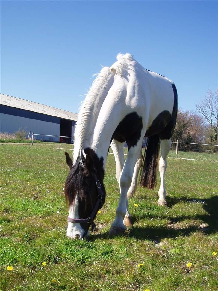 Anden særlig race Baltic Willow <3 billede 3