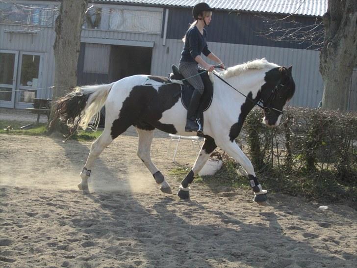 Anden særlig race Baltic Willow <3 - han er bare lækker ;)  billede 5