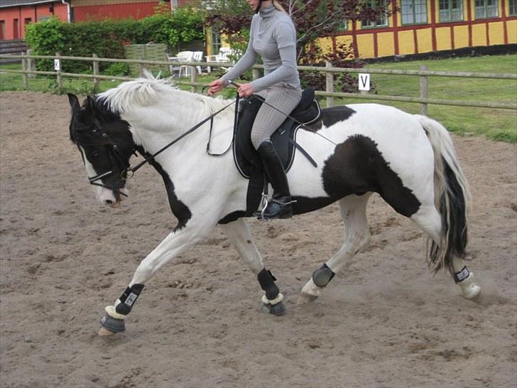 Anden særlig race Baltic Willow <3 billede 7