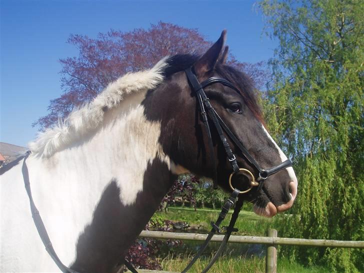 Anden særlig race Baltic Willow <3 billede 8