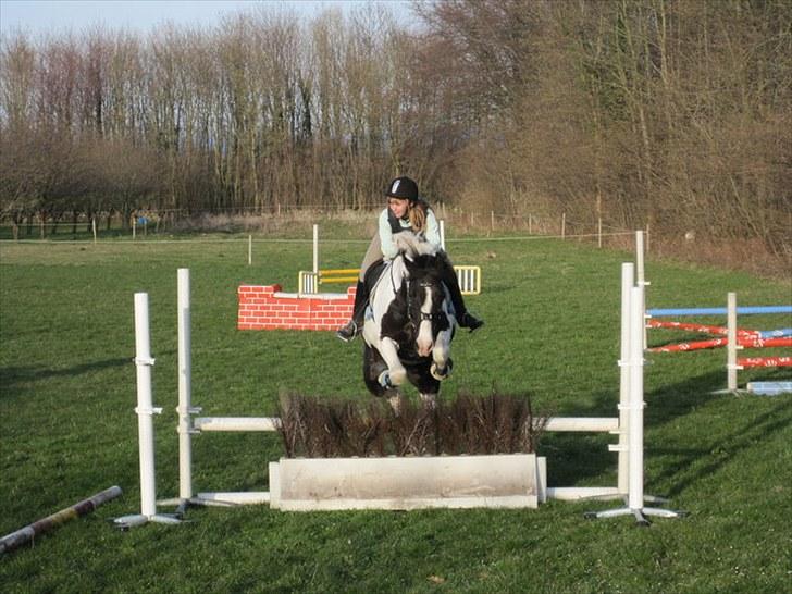 Anden særlig race Baltic Willow <3 billede 9