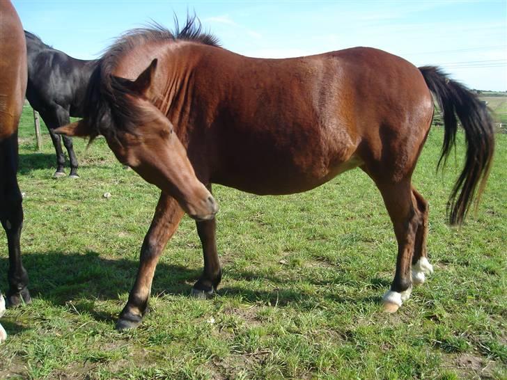 Pinto Araber Nala Stream Valley billede 18