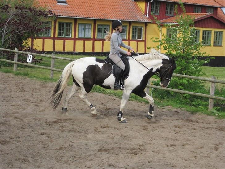 Anden særlig race Baltic Willow <3 billede 11