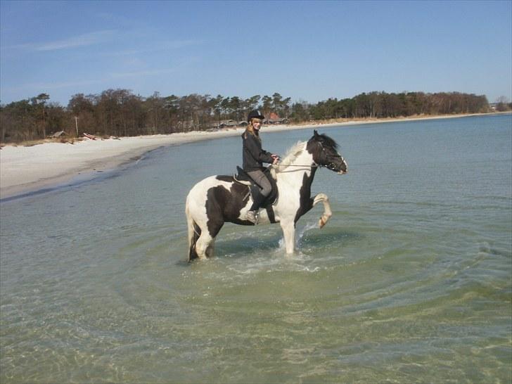 Anden særlig race Baltic Willow <3 - strandtur med willow :) billede 12