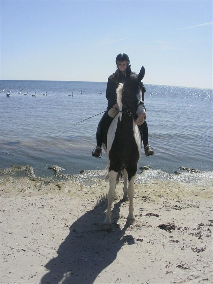 Anden særlig race Baltic Willow <3 billede 13