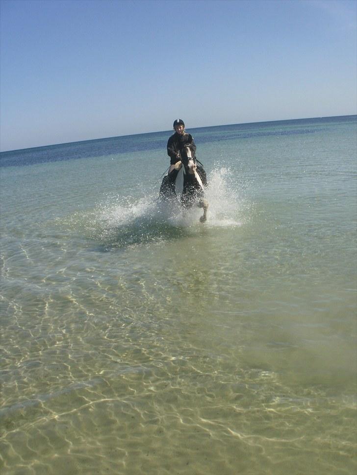 Anden særlig race Baltic Willow <3 billede 14