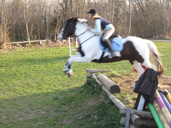 Anden særlig race Baltic Willow <3 billede 15