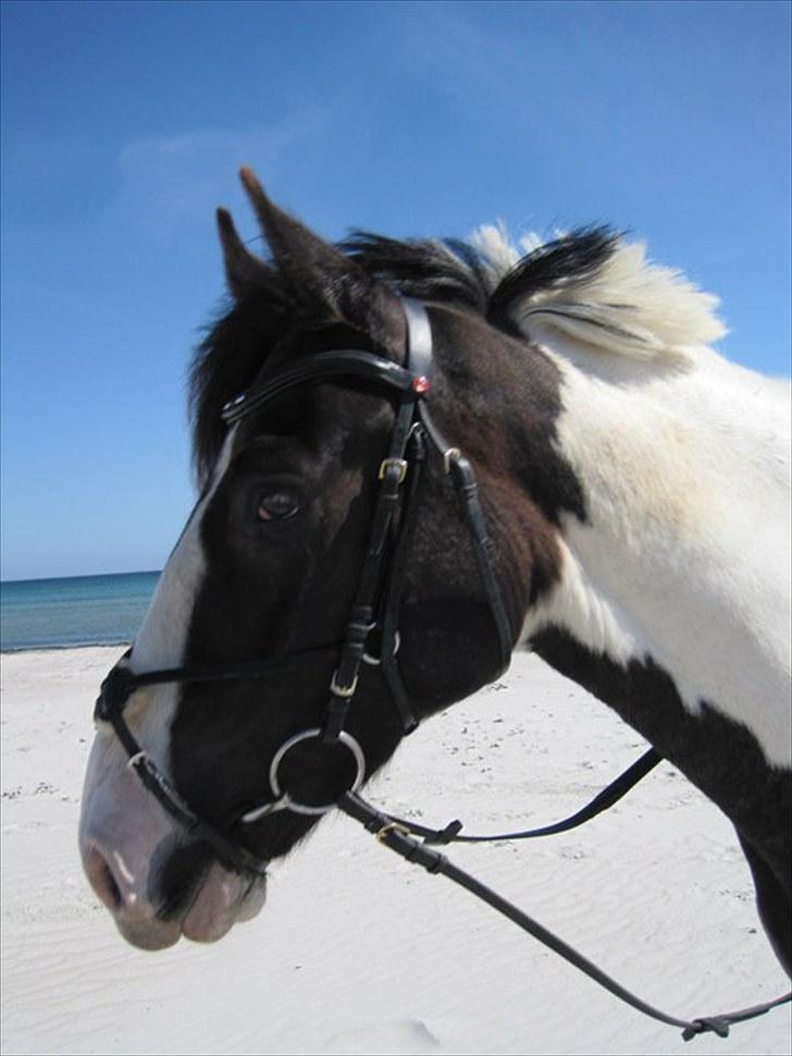 Anden særlig race Baltic Willow <3 billede 16