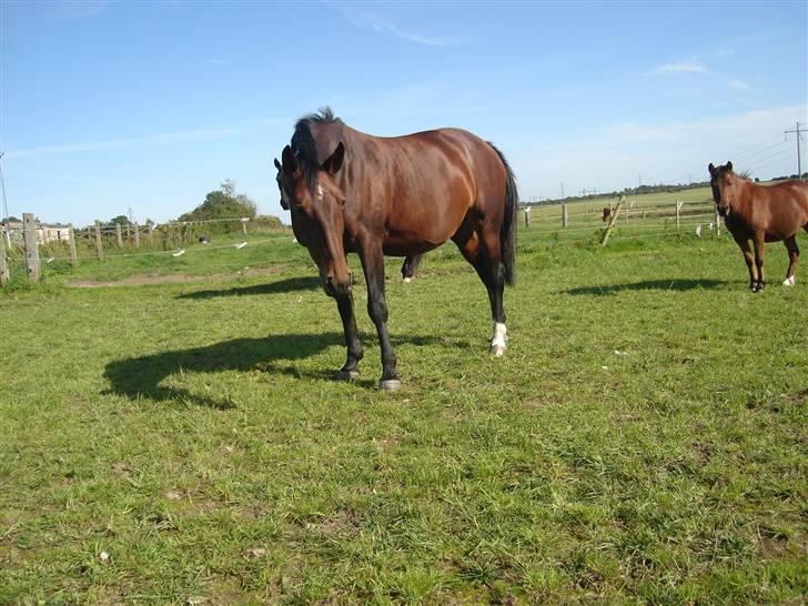 Oldenborg Smilla Stream Valley billede 16