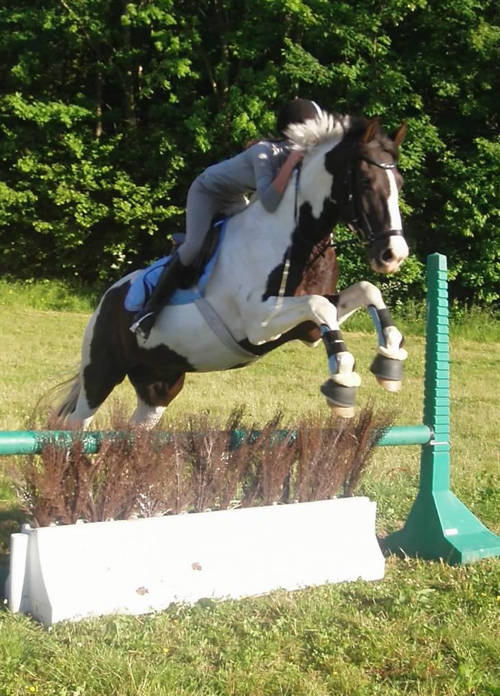 Anden særlig race Baltic Willow <3 - ihh hvor er det dejligt at springe :) billede 20