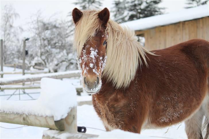 Islænder Fóstri fra Eljaröd - Vinter 2009. billede 10