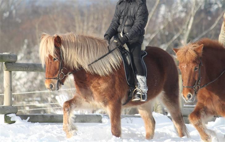 Islænder Fóstri fra Eljaröd - Vinter 2009. billede 14