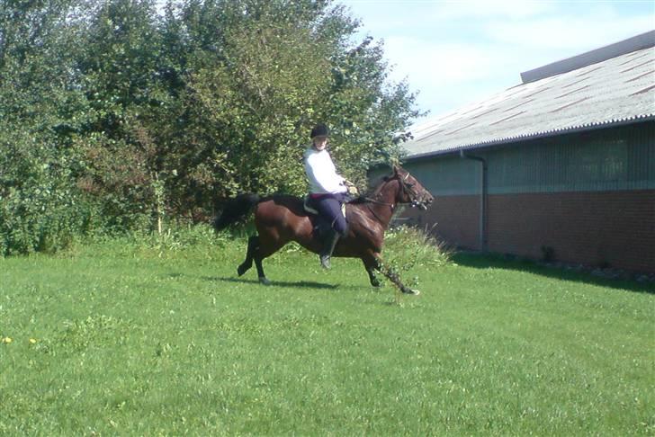 Traver Hr. Unispeed (Solgt) - Kan den gallopere? ;) billede 15