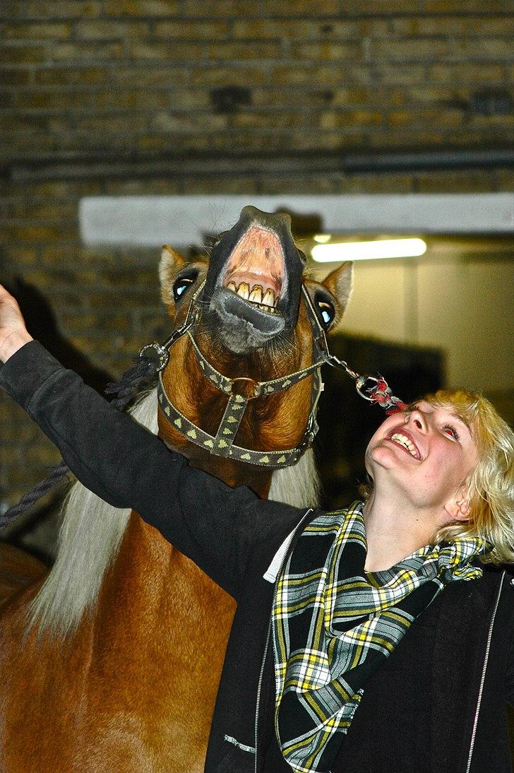 Haflinger stella nova - Smile!  billede 6