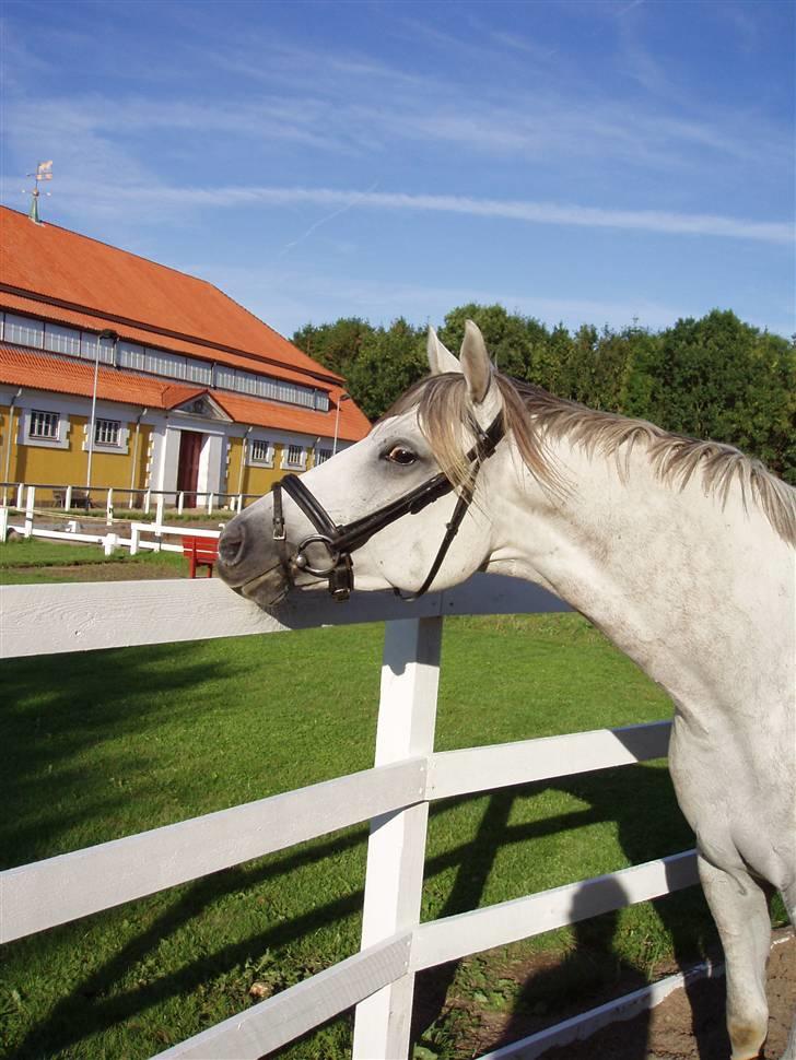 Trakehner Elsket og Savnet - Viktor - Ser lige lidt nærmere på hegnet.......måske det kan spises billede 1