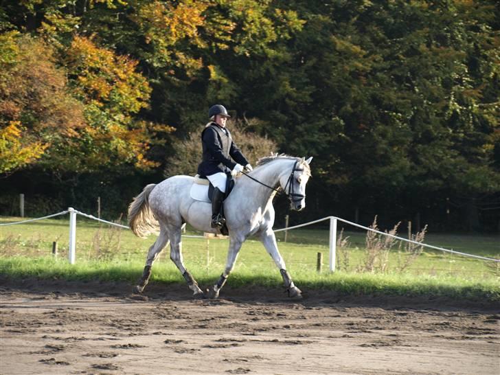 Trakehner Elsket og Savnet - Viktor - Viktor 2½ måned efter jeg havde købt ham billede 3