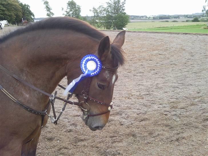 Anden særlig race Thor - 2. Plads til springstævne :D (Se hvor fint han kan bøje nakken!) (: billede 2