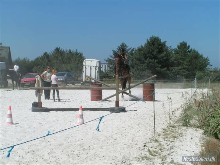 DSP Bæklunds Lorenzo solgt - tak fordi du kiggede. lig gerne en kommentar. (: farvel? billede 20