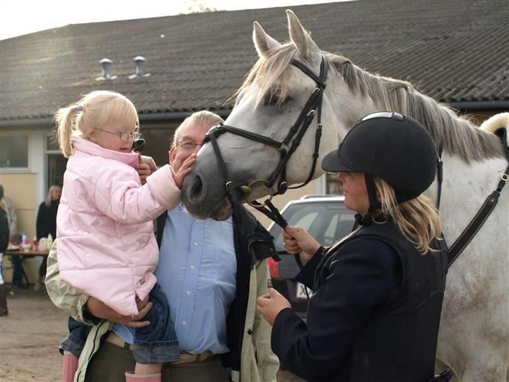 Trakehner Elsket og Savnet - Viktor billede 12