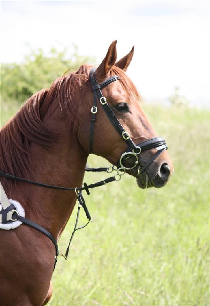 Trakehner Ferrari - Velkommen til Ferrari´s Profil. (Fotograf Sophie.) billede 1
