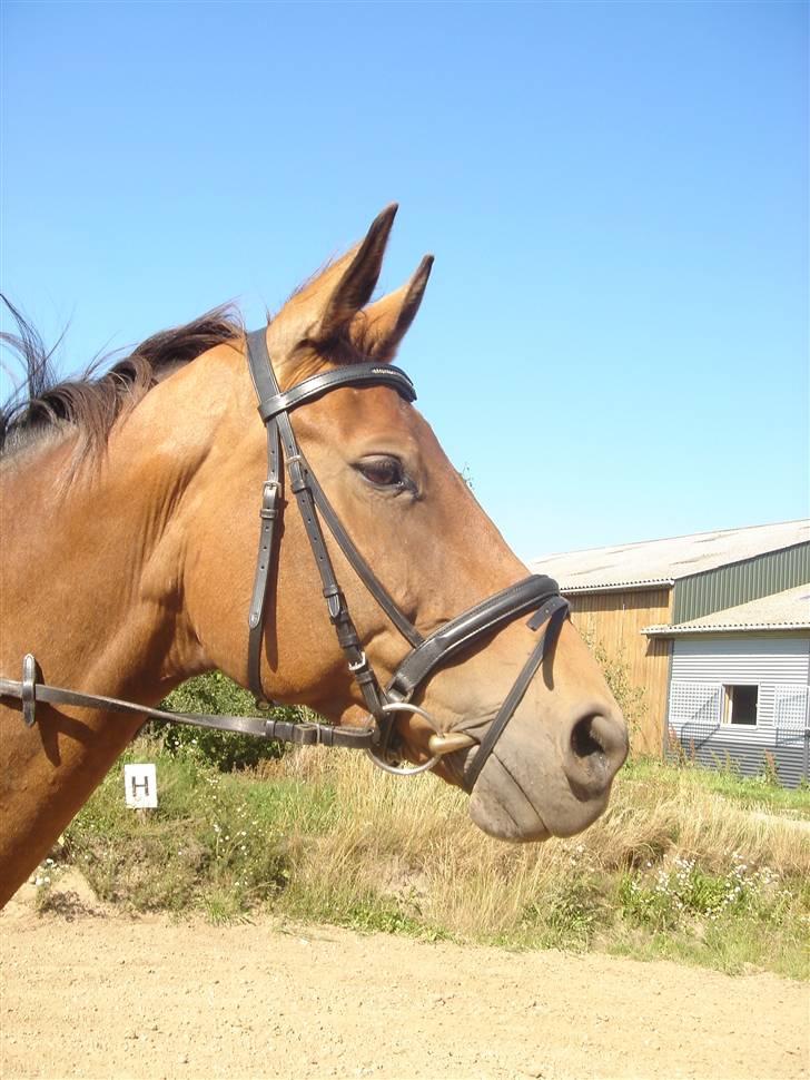 Tysk Oldenburger La Silvia - hendes smukke hovede taget d 26 juli billede 7