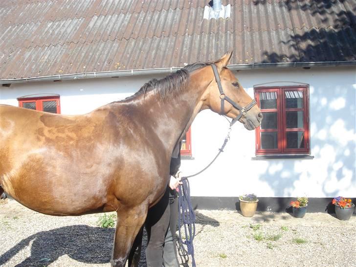 Tysk Oldenburger La Silvia - på vej ud til folden igen billede 8