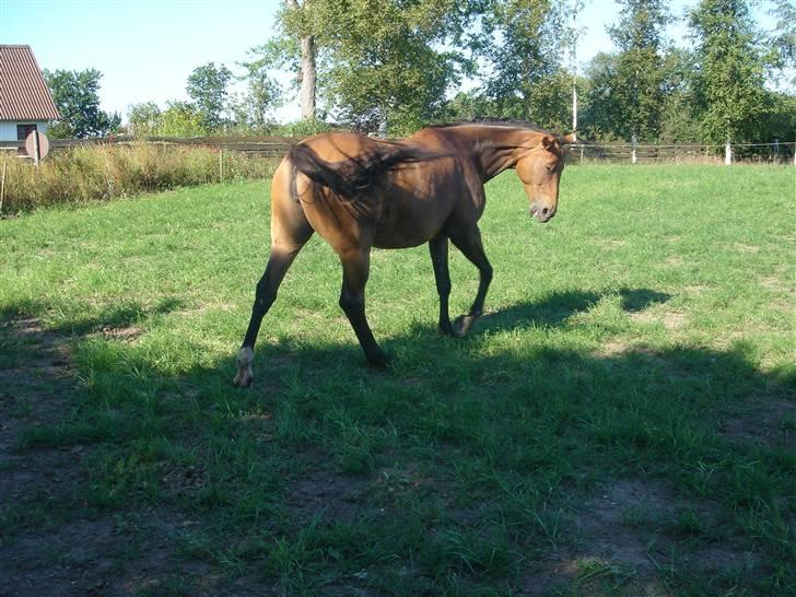Tysk Oldenburger La Silvia - lidt lækker er man jo:o) billede 9