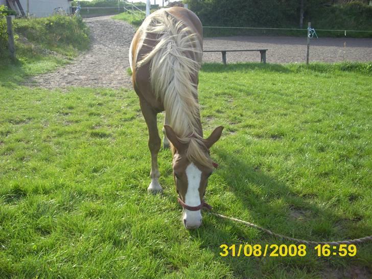 Anden særlig race laika billede 6