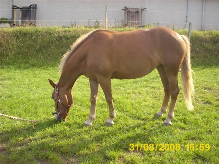 Anden særlig race laika billede 7