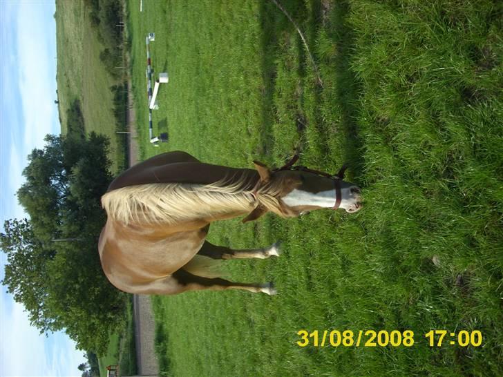 Anden særlig race laika billede 8