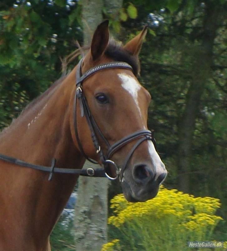 Traver Highlight<3†DØD†savnet:'( -  highlight på stald søndergaard er jeg ikke bare køn;´) billede 1