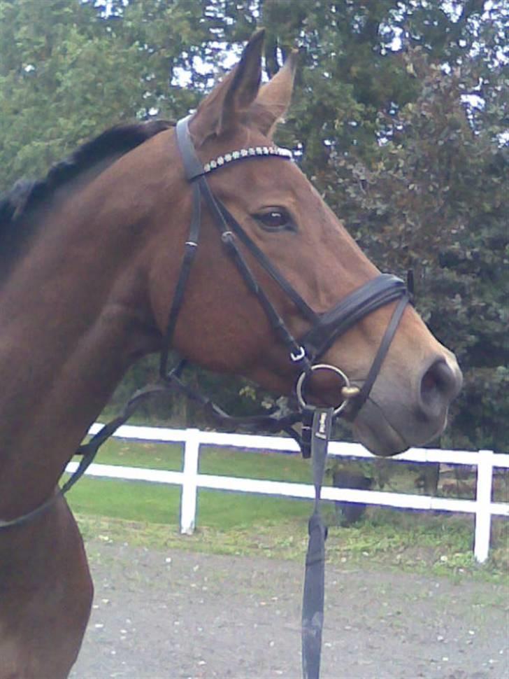 Tysk Oldenburger La Silvia - så fik jeg endelig det hovedtøj jeg har fortjent :) billede 10