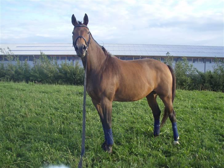 Tysk Oldenburger La Silvia billede 11