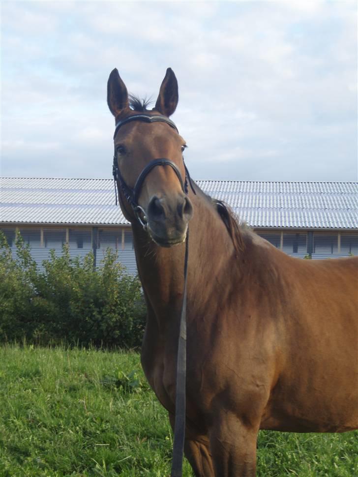 Tysk Oldenburger La Silvia billede 12