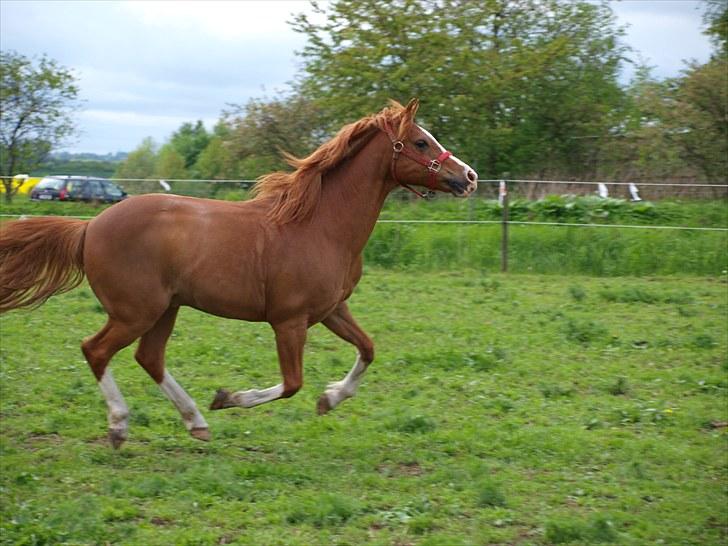 Anden særlig race Fireball - MinBedsteVen <3 - Ever since I met you, nobody else is even worth thinking about!<3 billede 5