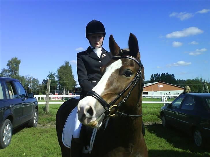 Pinto Svalebo´s Sundance - til stævne:D billede 16