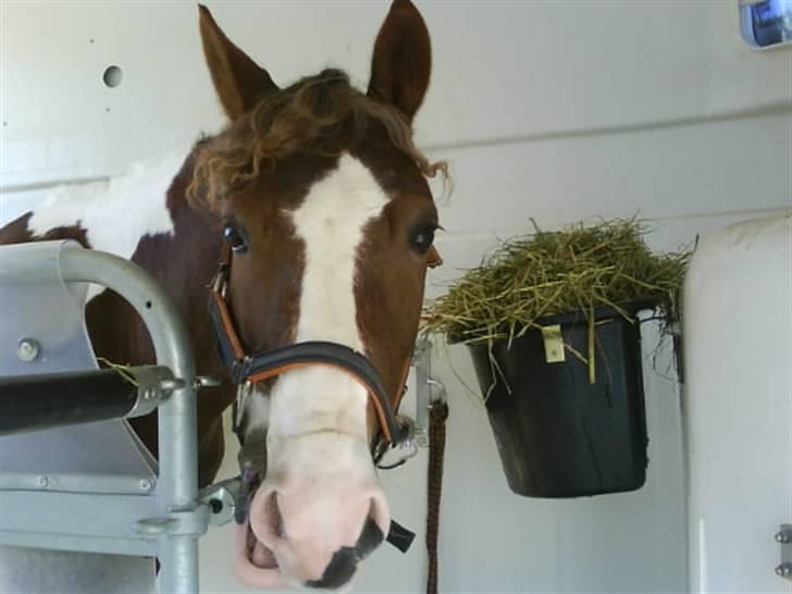 Pinto Svalebo´s Sundance - træt efter stævne ! <333 billede 20