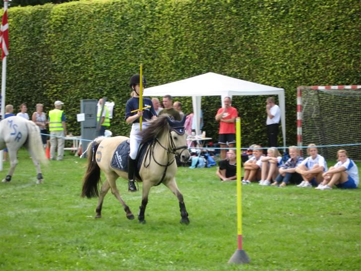 Anden særlig race Molly - ringridning på borup dyreskue billede 15