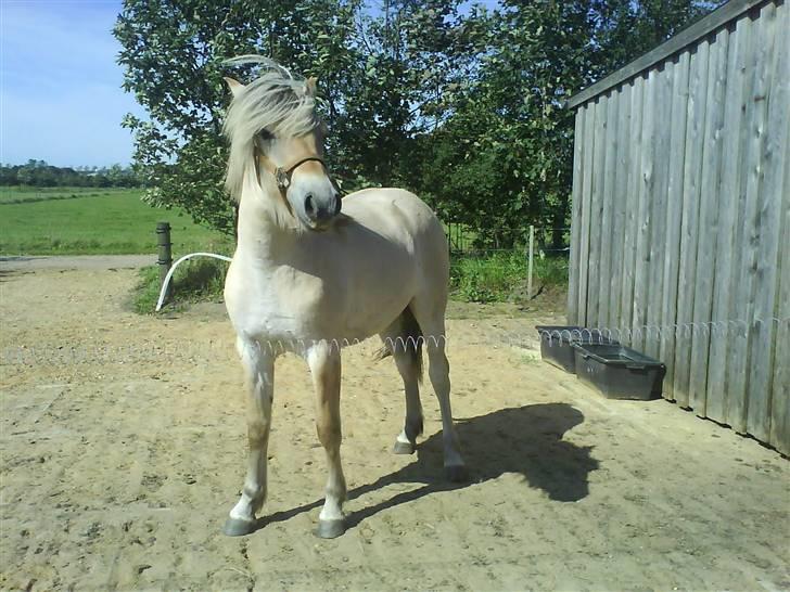Fjordhest Bellis billede 2
