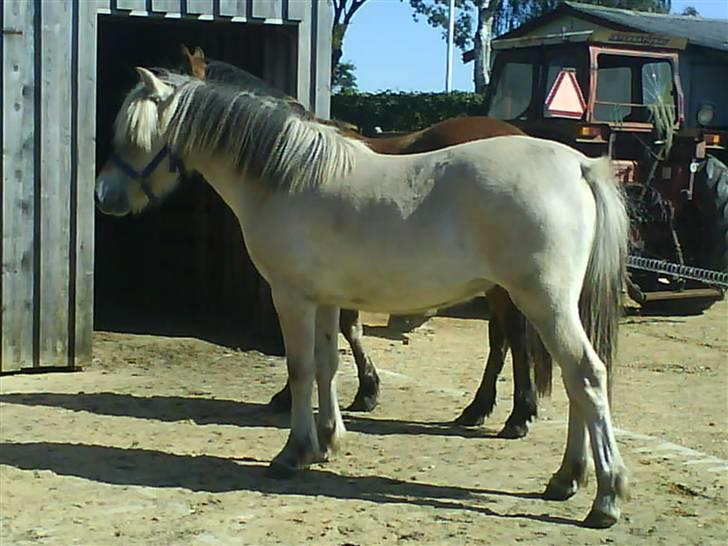 Fjordhest Bellis billede 3