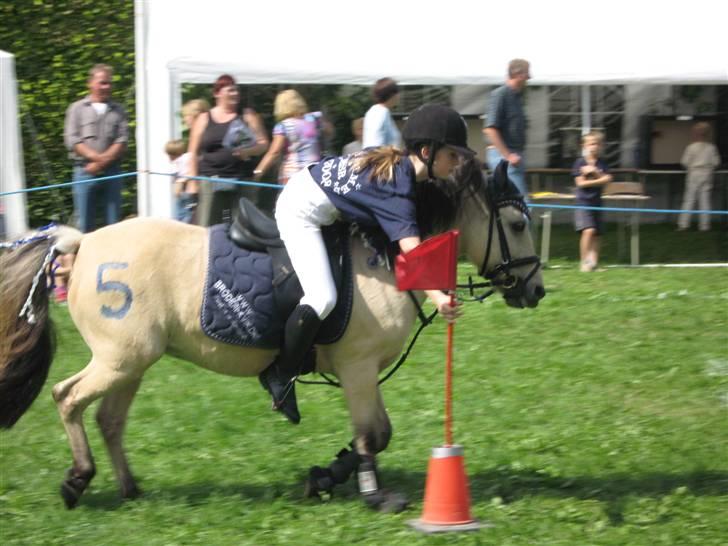 Anden særlig race Molly - flagstafet på borup dyreskue xD billede 17