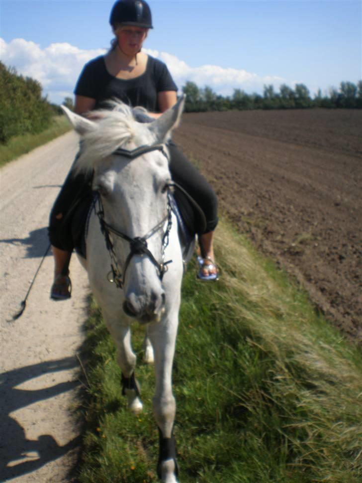 Anden særlig race FILUR <3 *SAVN* :( - på vej til stranden billede 12