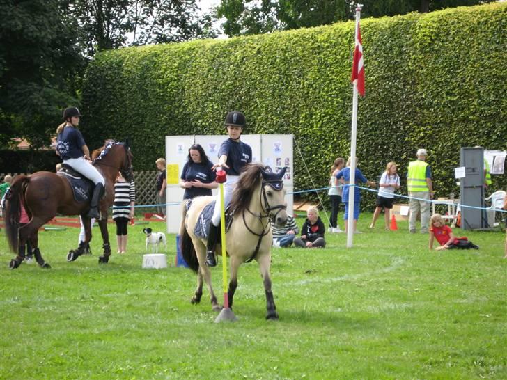 Anden særlig race Molly - flyt to kopper     på borup dyreskue billede 18