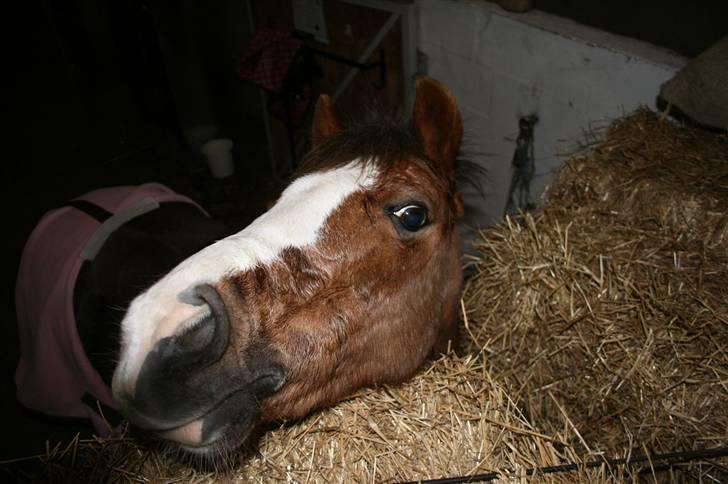 Welsh Pony af Cob-type (sec C) Fanny  (SOLGT) - Hej med dig (Fanny gik rundt uden grime og jeg sad oven på halm ballerne) billede 11